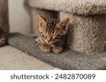 Young cute bengal kitten sleeping on a soft cat