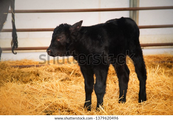 Young Cute Black Angus Calf Standing Stock Photo Edit Now 1379620496