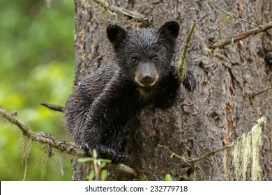 Young Cute Black Bear Cub In A Tree