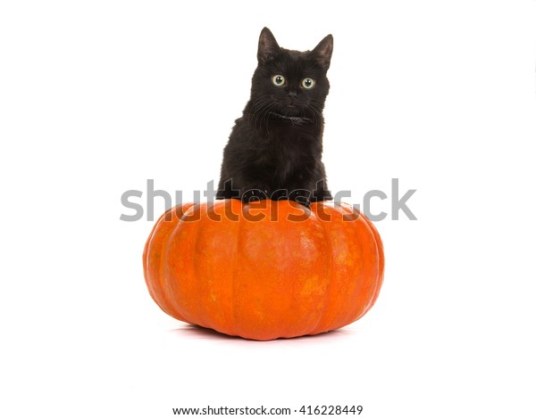 Young Cute Black Cat Orange Pumpkin Stock Photo 416228449 | Shutterstock