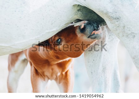 a young cute brown foal is drinking milk at the mother's udder