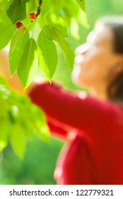 Young Cute Cacausian Woman Picking Up Cherry Fruit From Blossoming Tree