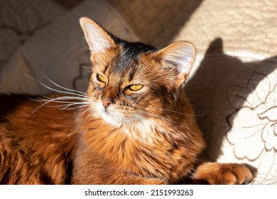 Young Cute Cat Breed Somali Resting On The Bed