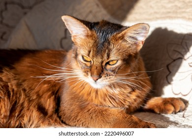 Young Cute Cat Breed Somali Resting On The Bed