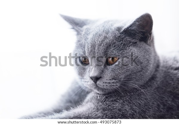 Young Cute Cat Closeup Portrait British Stock Photo Edit Now