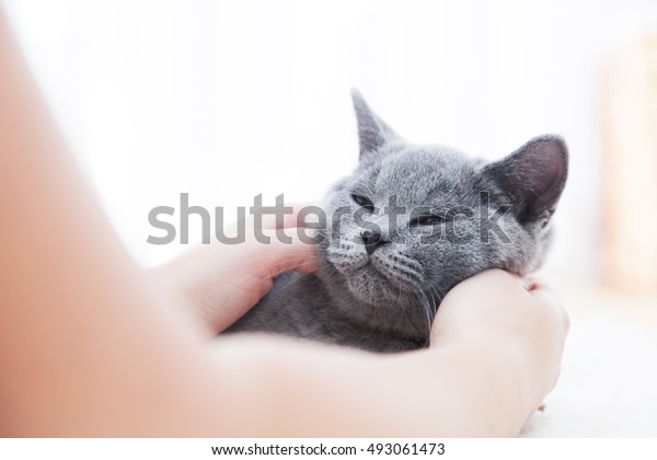 Young Cute Cat Enjoys Having Fun Stock Photo Edit Now 493061473