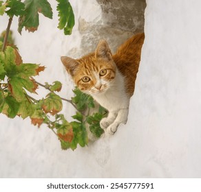 Young cute cat kitten, bicolor red tabby with white, peering curiously out of a hideout in a white wall hole with vine leaves, Greece - Powered by Shutterstock