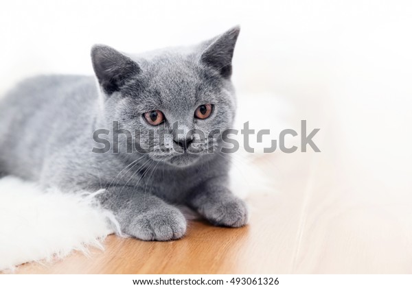 Young Cute Cat Playing On Wooden Stock Photo Edit Now 493061326