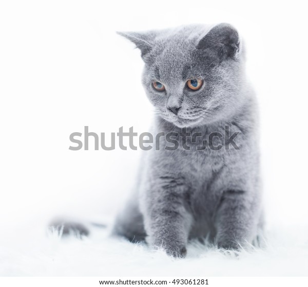 Young Cute Cat Resting On White Stock Photo Edit Now 493061281