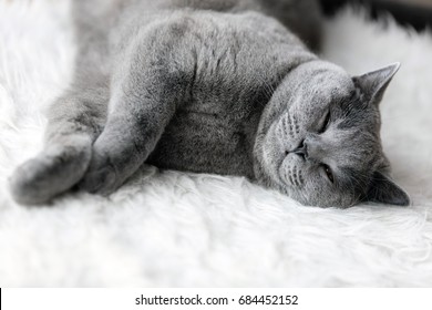 11,009 Cat sleeping in couch Images, Stock Photos & Vectors | Shutterstock