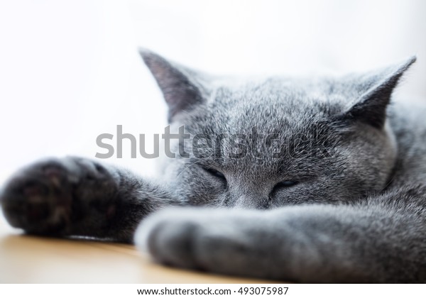 Young Cute Cat Sleeping On Wooden Stock Photo Edit Now 493075987