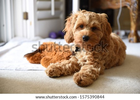 Young, Cute Cockapoo Poodle, Cocker Spaniel Puppy Dog Sitting on Carpet