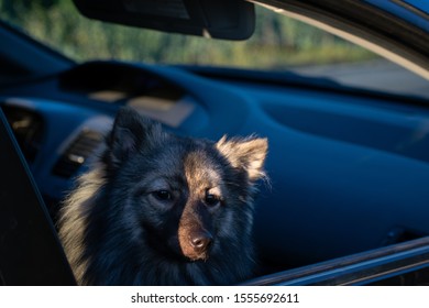 Young Cute Dog Riding Shotgun 