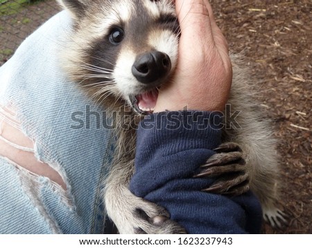 Young Cute Face And Hands Of The Cuddly Raccoon On The Human Arm. Spring Time In The Garden.