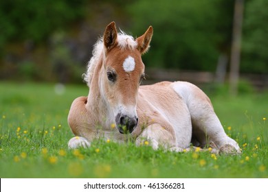 young-cute-foal-outdoor-resting-260nw-461366281.jpg