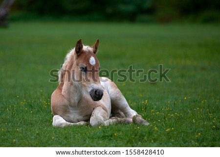 Young cute foal outdoor resting on mountain pasture in summer