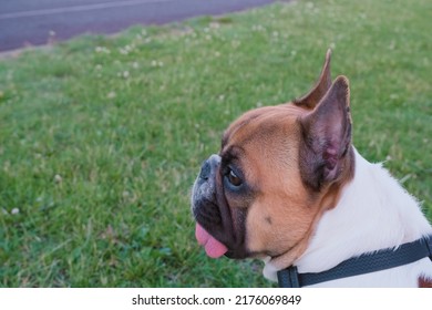 Young Cute French Bulldog With Big Ears Portrait At The Meadow, Funny Pets At Summer, Wildlife Defocused Green Grass Background 