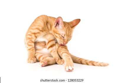 Young Cute Ginger Cat Lick Itself For Clean Up