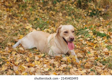 Young Cute Labrador Dog Laying On Yellow Fallen Leaves In Autumn Forest.