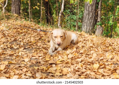 Young Cute Labrador Dog Laying On Yellow Fallen Leaves In Autumn Forest.