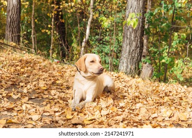 Young Cute Labrador Dog Laying On Yellow Fallen Leaves In Autumn Forest.