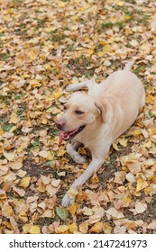 Young Cute Labrador Dog Laying On Yellow Fallen Leaves In Autumn Forest.