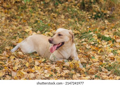 Young Cute Labrador Dog Laying On Yellow Fallen Leaves In Autumn Forest.