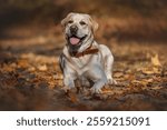 Young cute labrador retriever dog in the autumn woods 