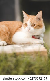 Young and cute white and brown cat sitting on wooden plank and platform with red bell and thread in neck and looking away - Shutterstock ID 2175092479
