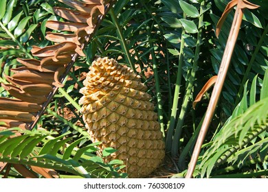 98 Palmlike plant Images, Stock Photos & Vectors | Shutterstock