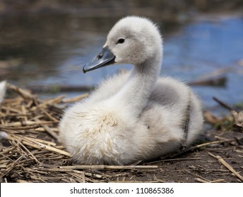 Young cygnet on nest, in profile