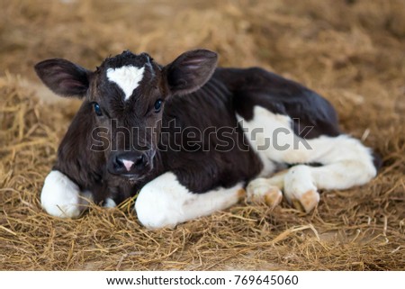 Young dairy calf