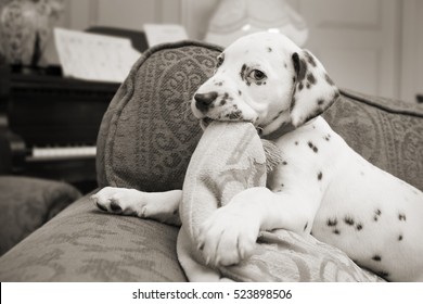 Dog Chewing Couch Images Stock Photos Vectors Shutterstock
