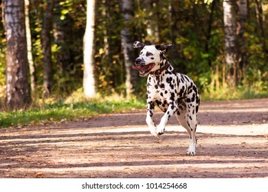 60 Brindle dalmatian Images, Stock Photos & Vectors | Shutterstock