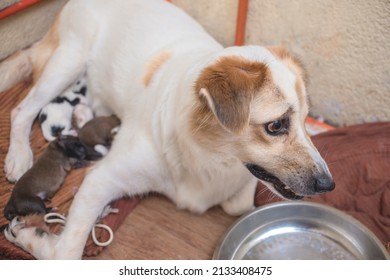 A young dam growls at an intruder or another dog while breastfeeding her newly born puppies. Protecting her litter of whelps. A defensive motherhood instinct.