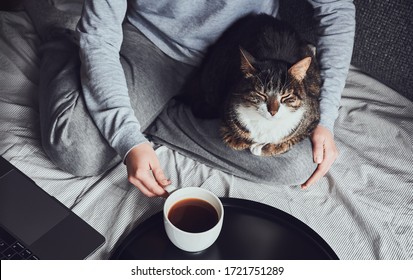 Young Dark Brown House Cat Sitting Cozy On Woman’s Lap, Faced To The Camera, Relaxed, With Eyes Closed. Woman In Grey Outfit Is Sitting On Bed, Working On Laptop, Drinking Black Coffee