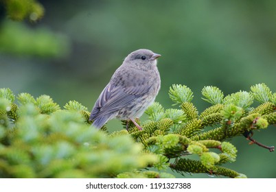 A young dark-eyed junco perches on a green spruce tree at Klingman's Dome, Smoky Mountains National Park, North Carolina - Shutterstock ID 1191327388