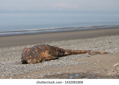 A Young Dead Gray Whale (Eschrichtius Robustus) Three Weeks After It Washed Up On Shore At Clam Glutch, Alaska, Summer Of 2019