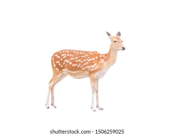 35 Spotted dear skin Images, Stock Photos & Vectors | Shutterstock