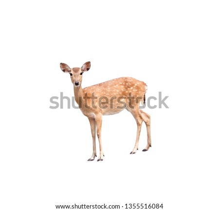 Young dear standing isolated on white background with clipping path
