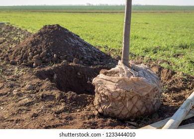 Young Deciduous Tree With A Root Ball  Wrapped In Burlap Ready To Be Planted In A Digged Hole