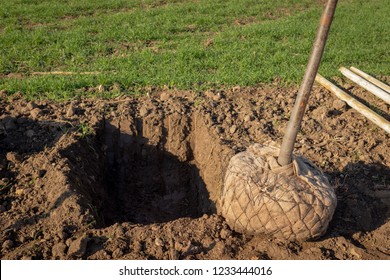 Young Deciduous Tree With A Root Ball  Wrapped In Burlap Ready To Be Planted In A Digged Hole