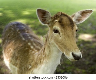 young deer