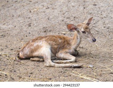 young deer