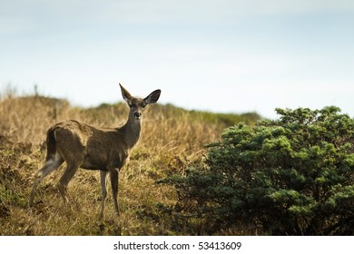 Young deer