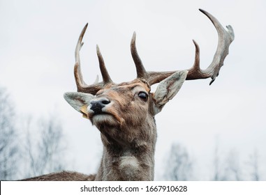 Young Deer With Big Antlers