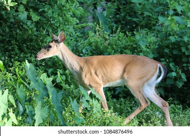 Young Deer Buck Stag Fawn Retreating Stock Photo 1084876490 | Shutterstock