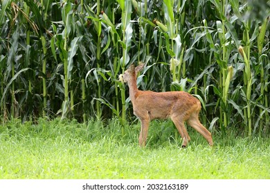 Young Deer Caught Eating Corn.