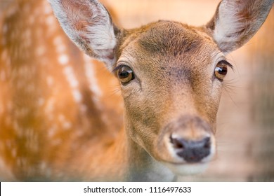 Young Deer From Up Close Looking Up With Catchlight In Its Big Eyes