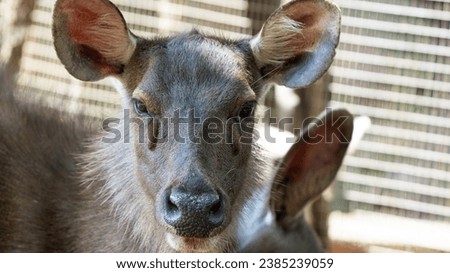 Young deer from up close looking up with catchlight in its big eyes